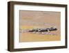 Crocodile-DLILLC-Framed Photographic Print