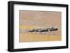 Crocodile-DLILLC-Framed Photographic Print