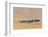 Crocodile-DLILLC-Framed Photographic Print