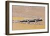 Crocodile-DLILLC-Framed Photographic Print