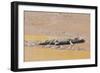 Crocodile-DLILLC-Framed Photographic Print