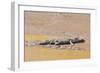 Crocodile-DLILLC-Framed Photographic Print