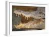 Crocodile-DLILLC-Framed Photographic Print