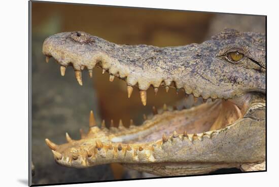 Crocodile-DLILLC-Mounted Photographic Print