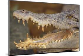 Crocodile-DLILLC-Mounted Photographic Print