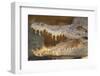 Crocodile-DLILLC-Framed Photographic Print