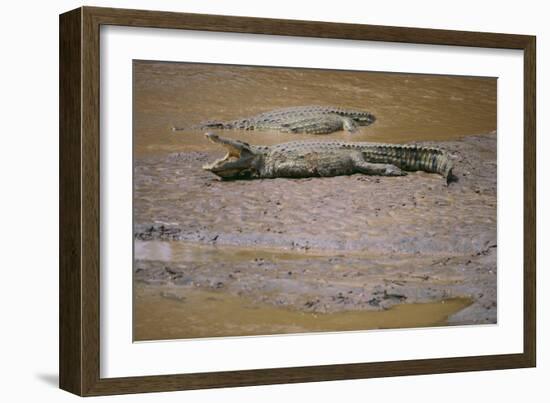 Crocodile-DLILLC-Framed Photographic Print