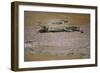 Crocodile-DLILLC-Framed Photographic Print