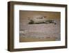 Crocodile-DLILLC-Framed Photographic Print