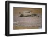 Crocodile-DLILLC-Framed Photographic Print