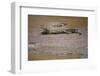 Crocodile-DLILLC-Framed Photographic Print