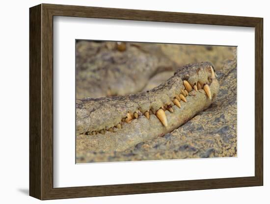 Crocodile-DLILLC-Framed Photographic Print