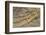 Crocodile-DLILLC-Framed Photographic Print