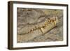 Crocodile-DLILLC-Framed Photographic Print