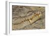 Crocodile-DLILLC-Framed Photographic Print