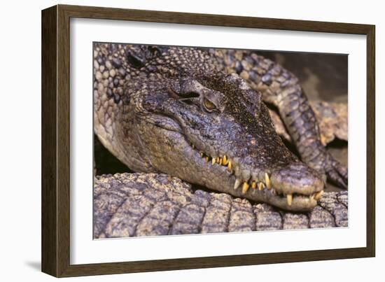 Crocodile-DLILLC-Framed Photographic Print