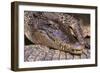 Crocodile-DLILLC-Framed Photographic Print