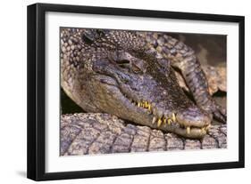 Crocodile-DLILLC-Framed Photographic Print