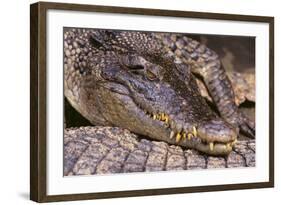 Crocodile-DLILLC-Framed Photographic Print