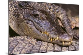 Crocodile-DLILLC-Mounted Photographic Print