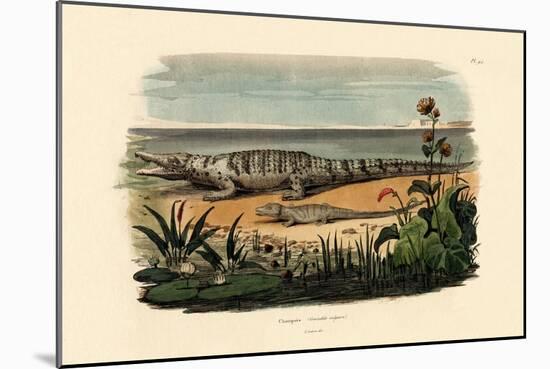Crocodiles, 1833-39-null-Mounted Giclee Print
