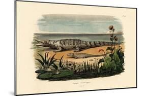 Crocodiles, 1833-39-null-Mounted Giclee Print