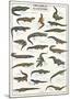 Crocodiles And Alligators Of The World-null-Mounted Poster