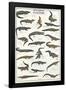 Crocodiles And Alligators Of The World-null-Framed Poster