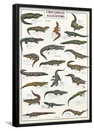 Poster, , large