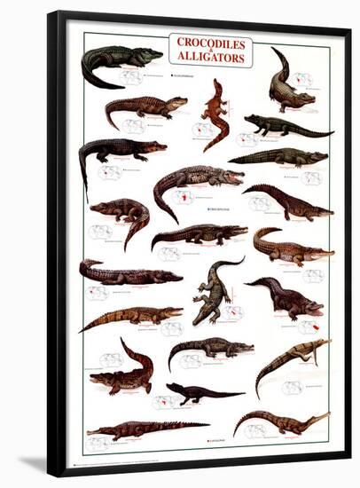 Crocodiles and Alligators-null-Framed Poster