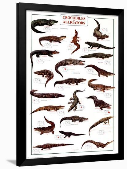 Crocodiles and Alligators-null-Framed Poster