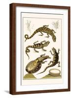 Crocodiles and Plants-Albertus Seba-Framed Art Print