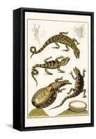 Crocodiles and Plants-Albertus Seba-Framed Stretched Canvas