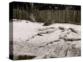 Crocodiles I.E. Alligators at Alligator Joes, Palm Beach, Fla.-null-Stretched Canvas