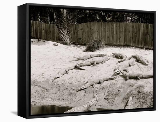 Crocodiles I.E. Alligators at Alligator Joes, Palm Beach, Fla.-null-Framed Stretched Canvas