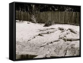 Crocodiles I.E. Alligators at Alligator Joes, Palm Beach, Fla.-null-Framed Stretched Canvas