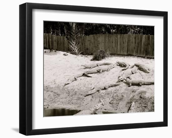 Crocodiles I.E. Alligators at Alligator Joes, Palm Beach, Fla.-null-Framed Photo