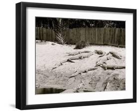 Crocodiles I.E. Alligators at Alligator Joes, Palm Beach, Fla.-null-Framed Photo