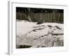 Crocodiles I.E. Alligators at Alligator Joes, Palm Beach, Fla.-null-Framed Photo