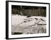 Crocodiles I.E. Alligators at Alligator Joes, Palm Beach, Fla.-null-Framed Photo