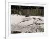 Crocodiles I.E. Alligators at Alligator Joes, Palm Beach, Fla.-null-Framed Photo