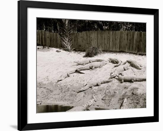 Crocodiles I.E. Alligators at Alligator Joes, Palm Beach, Fla.-null-Framed Photo