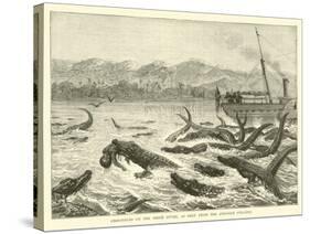 Crocodiles on the Shire River, as Seen from the Pioneer Steamer-null-Stretched Canvas