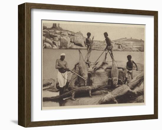 Crocodiles-null-Framed Photographic Print