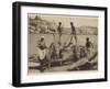 Crocodiles-null-Framed Photographic Print