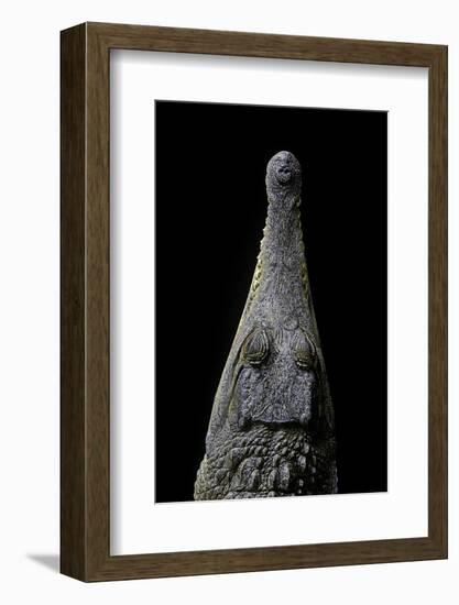 Crocodylus Cataphractus (African Slender-Snouted Crocodile) - Snout-Paul Starosta-Framed Photographic Print