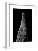 Crocodylus Cataphractus (African Slender-Snouted Crocodile) - Snout-Paul Starosta-Framed Photographic Print