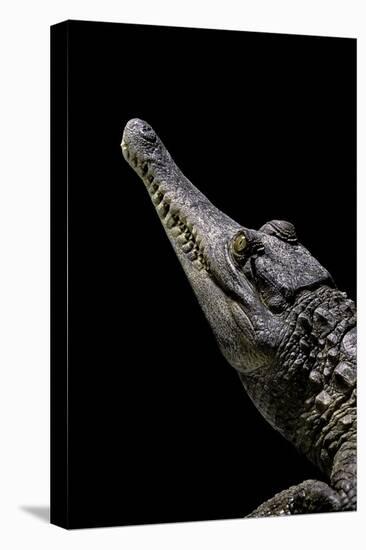 Crocodylus Cataphractus (African Slender-Snouted Crocodile)-Paul Starosta-Stretched Canvas