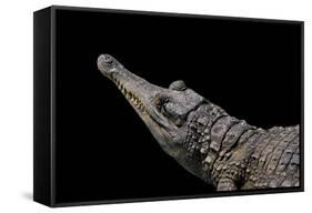 Crocodylus Cataphractus (African Slender-Snouted Crocodile)-Paul Starosta-Framed Stretched Canvas