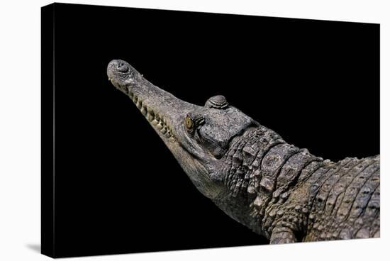 Crocodylus Cataphractus (African Slender-Snouted Crocodile)-Paul Starosta-Stretched Canvas